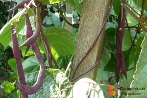 Tyčkové fazole jsou jednoleté rostliny.