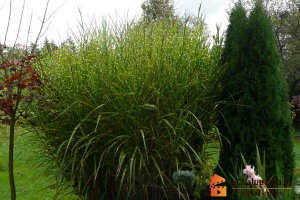 Okrasné trávy trvalky - pěstování