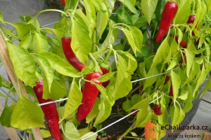 Chilli paprička Cayenne je jednoletá rostlina.
