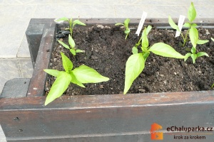 Chilli paprička Cayenne je jednoletá rostlina.
