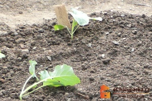 Zelenina košťálová - pěstování