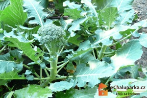 Brokolice v červenci