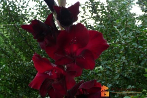 Gladioly kvetou