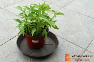 Chilli paprička Jalapeno je jednoletá rostlina.
