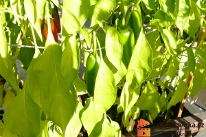 Chilli paprička Jalapeno je jednoletá rostlina.
