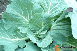 Kysané zelí je vitaminová bomba, podporuje zdravé trávení a detoxikaci těla.
