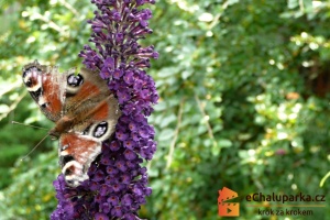 Motýlí keř je ozdobný opadavý keř, který kvete na letošních letorostech.
