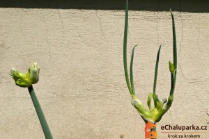 Cibule prorůstavá v červnu