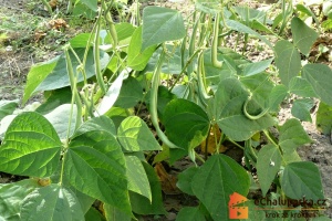 Keříčkové fazole jsou jednoleté rostliny.
