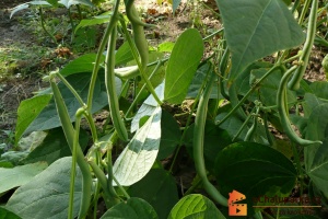 Keříčkové fazole jsou jednoleté rostliny.
