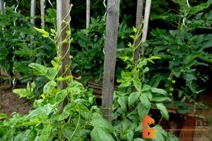 Vigna čínská je rychle rostoucí jednoletá rostlina.
