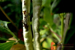 Vigna čínská je rychle rostoucí jednoletá rostlina.

