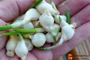 Postřik z česneku se dá snadno vyrobit z rostlin vypěstovaných na zahradě.

