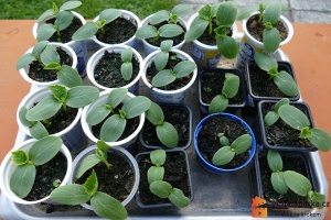 Okurky nakládačky jsou popínavé rostliny, a proto jim nejvíc svědčí vertikální pěstování.
