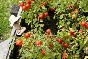 Zelenina plodová - pěstování