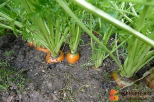 Zelenina kořenová - pěstování