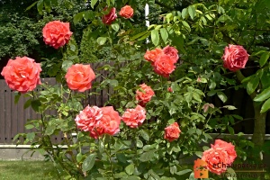 Množení růží mateřská rostlina