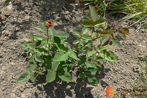 Řízkování je způsob vegetativního rozmnožování rostlin pomocí jejich částí.
