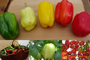 Výběr odrůd-paprika