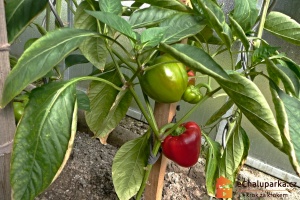 Výběr odrůd-paprika skleníková