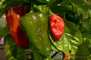 Výběr odrůd-paprika chilli