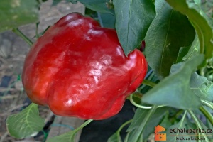 Výběr odrůd-paprika kvadratická