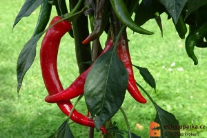 Výběr odrůd-paprika červená