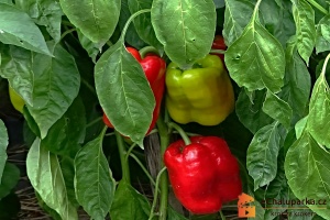 Výběr odrůd-paprika v technické a botanické zralosti