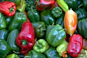 Paprika se u nás pěstuje jako jednoletka, v teplých oblastech roste jako vytrvalý keřík.
