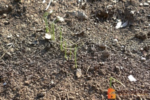 Cibule jarní ze semen před jednocením