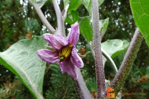 Lilek se v tropických oblastech pěstuje jako vytrvalá rostlina, u nás výhradně jako jednoletka. Potřebuje osluněný záhon a jsou velmi náročné na vodu.